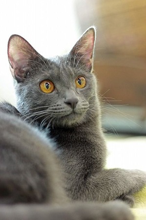 nekomanma_4935_edited-1