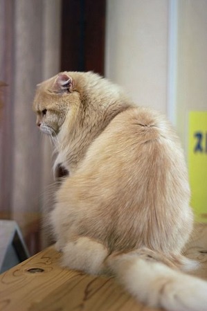 nekomanma_9989_edited-1