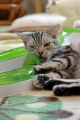 nekomanma_8344_edited-1