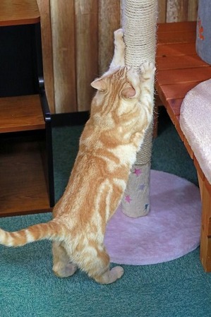 nekomanma_5784_edited-1