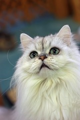 nekomanma_1356_edited-1