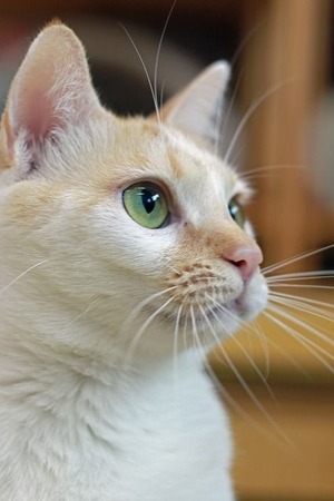 nekomanma_5378_edited-1