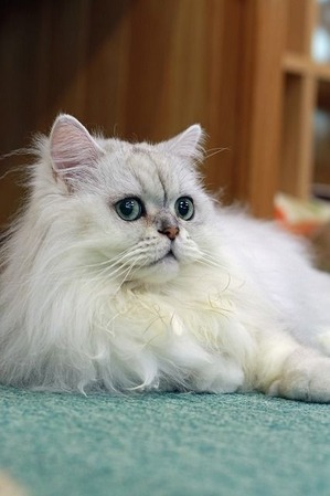 nekomanma_9791_edited-1