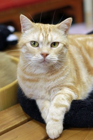 nekomanma_5314_edited-1