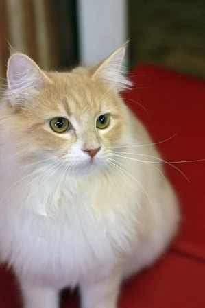 nekomanma_8289_edited-1