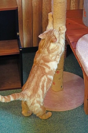 nekomanma_5785_edited-1