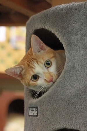 nekomanma_6706_edited-1
