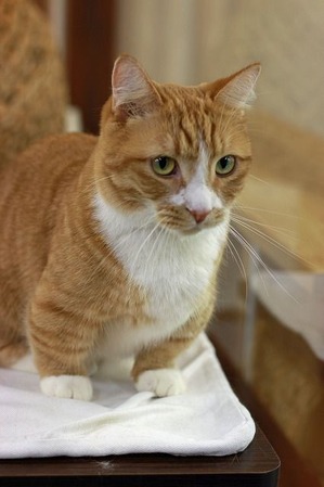 nekomanma_3688_edited-1