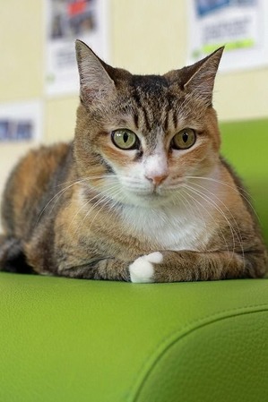 nekomanma_2615_edited-1