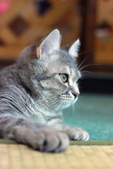 nekomanma_3310_edited-1