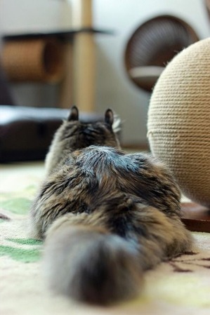 nekomanma_1702_edited-1