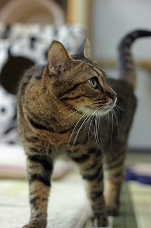nekomanma_1757_edited-1