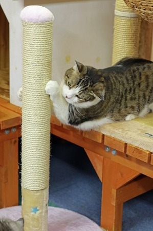 nekomanma_5423_edited-1