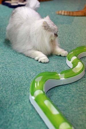 nekomanma_8678_edited-1