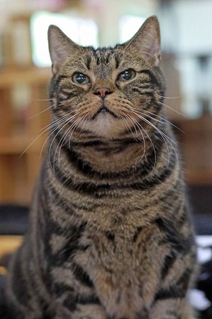 nekomanma_1786_edited-1