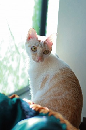 nekomanma_9494_edited-1