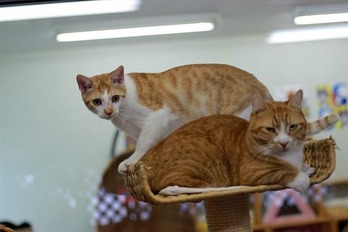 nekomanma_2324_edited-1