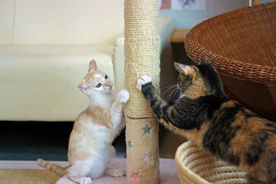 nekomanma_0539_edited-1