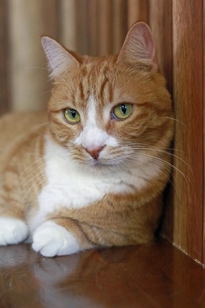 nekomanma_7353_edited-1