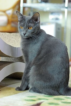 nekomanma_4693_edited-1