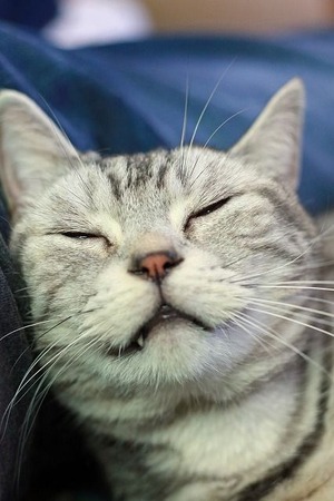 nekomanma_5096_edited-1