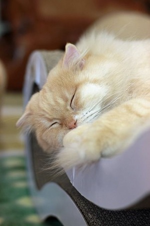 nekomanma_7625_edited-1