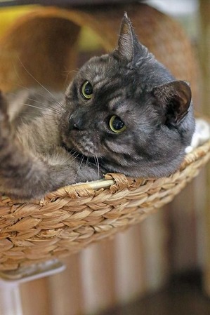 nekomanma_7439_edited-1