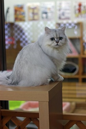 nekomanma_7573_edited-1