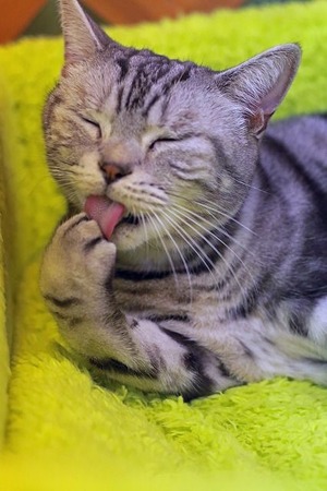 nekomanma_2881_edited-1