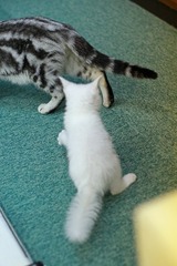 nekomanma_8918_edited-1