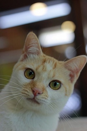 nekomanma_5599_edited-1