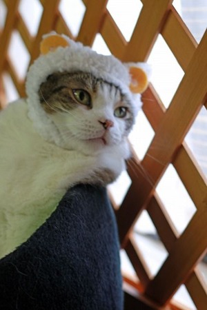 nekomanma_3591_edited-1