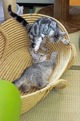 nekomanma_7592_edited-1