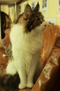 IMG_0372