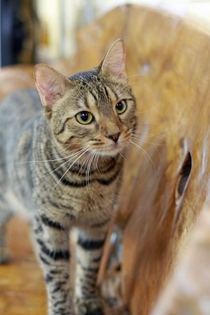 nekomanma_6436_edited-1