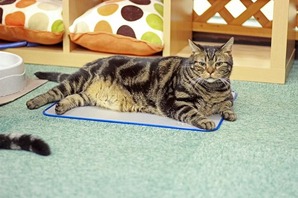 2016 07 19_nekomanma_0049_edited-1