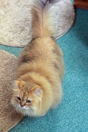 nekomanma_7505_edited-1
