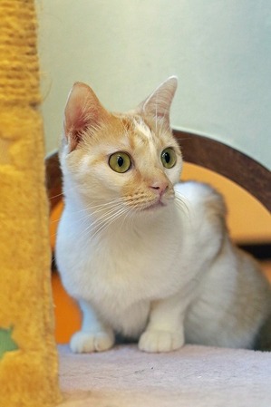 nekomanma_7831_edited-1