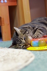 nekomanma_7474_edited-1
