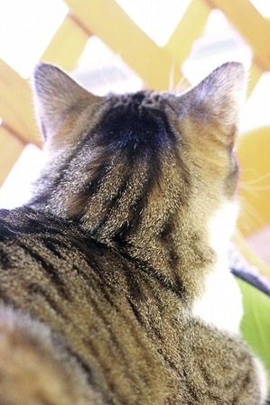 nekomanma_2123_edited-1