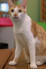 nekomanma_5845_edited-1