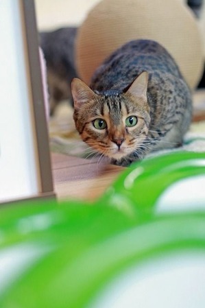 nekomanma_7421_edited-1