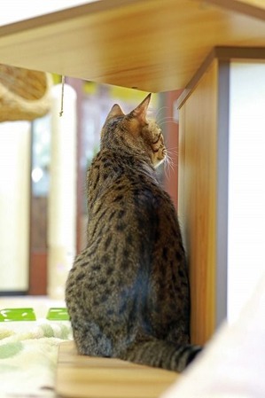 nekomanma_5943_edited-1