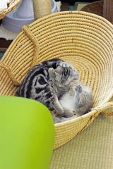 nekomanma_7610_edited-1