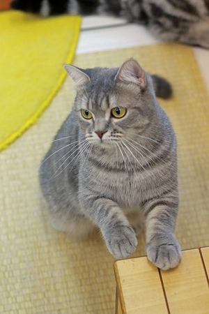 nekomanma_7893_edited-1