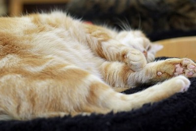 nekomanma_6985_edited-1