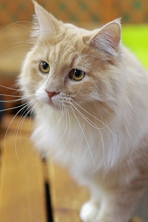 nekomanma_6737_edited-1