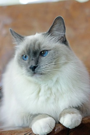 nekomanma_7262_edited-1