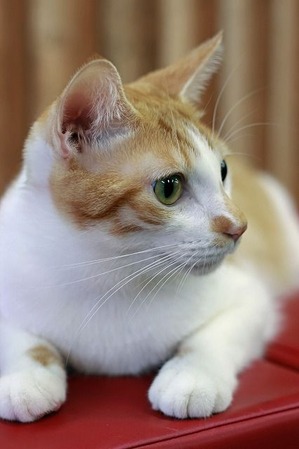 nekomanma_4984_edited-1