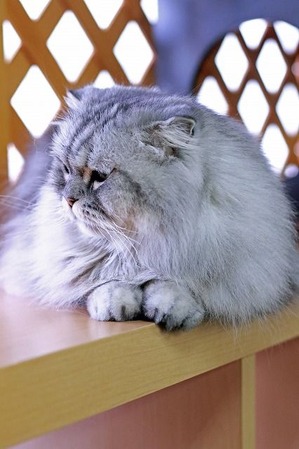 nekomanma_8039_edited-1